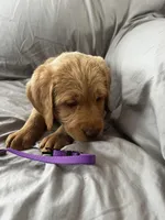 Kilo, a male Labradoodle for sale in Shell Lake, WI – Photo 4 of 6