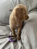 Kilo, a male Labradoodle for sale in Shell Lake, WI – Photo 3 of 6