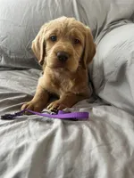 Kilo, a male Labradoodle for sale in Shell Lake, WI – Photo 6 of 6