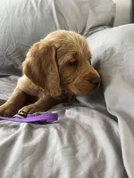 Kilo, a male Labradoodle for sale in Shell Lake, WI – Photo 5 of 6