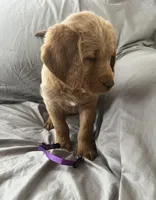 Kilo, a male Labradoodle for sale in Shell Lake, WI – Photo 2 of 6