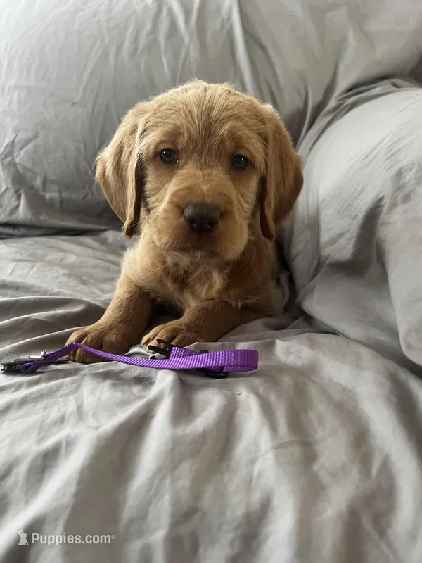 Kilo – Labradoodle puppy for sale in Shell Lake, WI