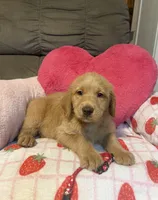 Rose, a female Labradoodle for sale in Shell Lake, WI – 2 of 3