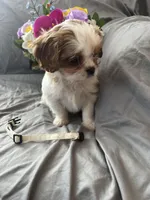 Bailey, a female Cavalier King Charles Spaniel and Shih Tzu for sale in Shell Lake, WI – Photo 2 of 10