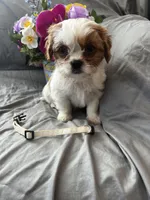 Bailey, a female Cavalier King Charles Spaniel and Shih Tzu for sale in Shell Lake, WI – Photo 10 of 10