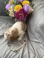 Bailey, a female Cavalier King Charles Spaniel and Shih Tzu for sale in Shell Lake, WI – Photo 7 of 10