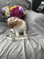 Bailey, a female Cavalier King Charles Spaniel and Shih Tzu for sale in Shell Lake, WI – Photo 8 of 10