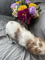 Bailey, a female Cavalier King Charles Spaniel and Shih Tzu for sale in Shell Lake, WI – Photo 9 of 10