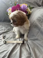 Bailey, a female Cavalier King Charles Spaniel and Shih Tzu for sale in Shell Lake, WI – Photo 4 of 10