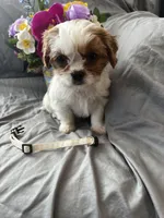 Bailey, a female Cavalier King Charles Spaniel and Shih Tzu for sale in Shell Lake, WI – Photo 1 of 10