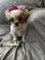 Bailey, a female Cavalier King Charles Spaniel and Shih Tzu for sale in Shell Lake, WI – Photo 3 of 10