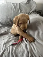 Daisy, a male Labradoodle for sale in Shell Lake, WI – Photo 4 of 6