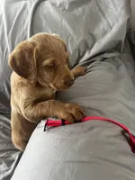 Daisy, a male Labradoodle for sale in Shell Lake, WI – Photo 6 of 6