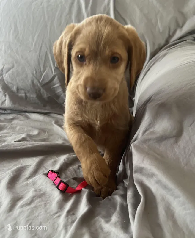 Daisy – Labradoodle puppy for sale in Shell Lake, WI