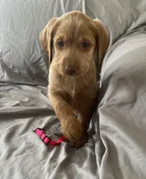 Daisy, a male Labradoodle for sale in Shell Lake, WI – Photo 1 of 6