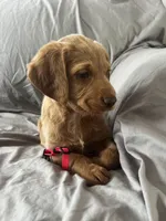 Daisy, a male Labradoodle for sale in Shell Lake, WI – Photo 2 of 6