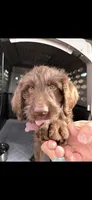 Daisy, a female Labradoodle for sale in Shell Lake, WI – 1 of 2