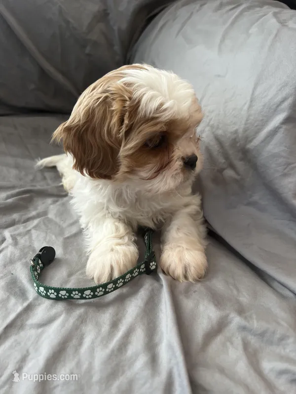 Leif – Cavalier King Charles Spaniel, Shih Tzu puppy for sale in Shell Lake, WI