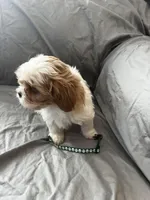 Leif, a male Cavalier King Charles Spaniel and Shih Tzu for sale in Shell Lake, WI – Photo 6 of 8