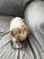 Leif, a male Cavalier King Charles Spaniel and Shih Tzu for sale in Shell Lake, WI – Photo 8 of 8