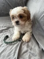 Leif, a male Cavalier King Charles Spaniel and Shih Tzu for sale in Shell Lake, WI – Photo 2 of 8