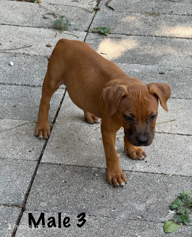 Red Male , a male Staffordshire Bull Terrier for sale in Austin, TX – 1 of 2