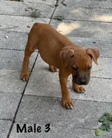 Red Male , a male Staffordshire Bull Terrier for sale in Austin, TX – 1 of 2