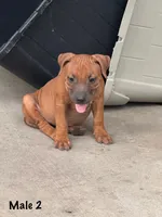 Red Male, a male Staffordshire Bull Terrier for sale in Austin, TX – 2 of 2
