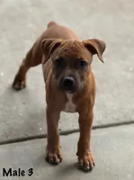 Red Male , a male Staffordshire Bull Terrier for sale in Austin, TX – 2 of 2
