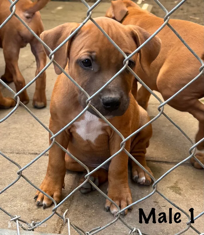 Red Male, a male Staffordshire Bull Terrier for sale in Austin, TX – 1 of 2