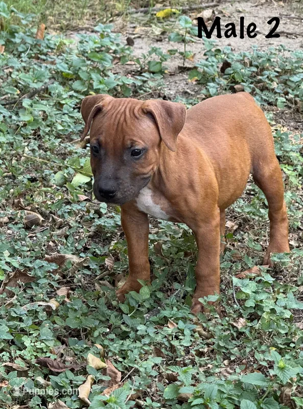 Big Red – Staffordshire Bull Terrier puppy for sale in Austin, TX