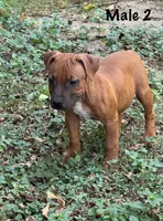 Red Male, a male Staffordshire Bull Terrier for sale in Austin, TX – 1 of 2
