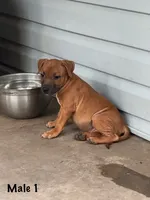 Red Male, a male Staffordshire Bull Terrier for sale in Austin, TX – 2 of 2