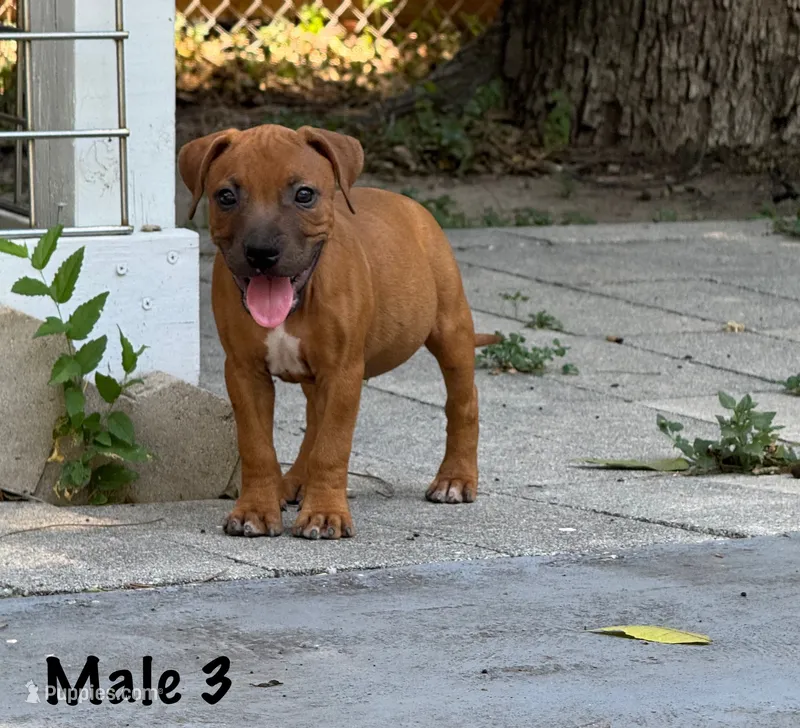 Santos  – Staffordshire Bull Terrier puppy for sale in Austin, TX