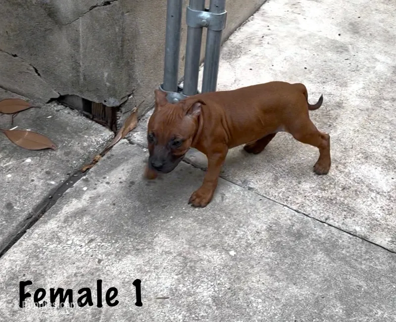 Jolene  – Staffordshire Bull Terrier puppy for sale in Austin, TX