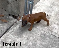 Red Female , a female Staffordshire Bull Terrier for sale in Austin, TX – 1 of 2