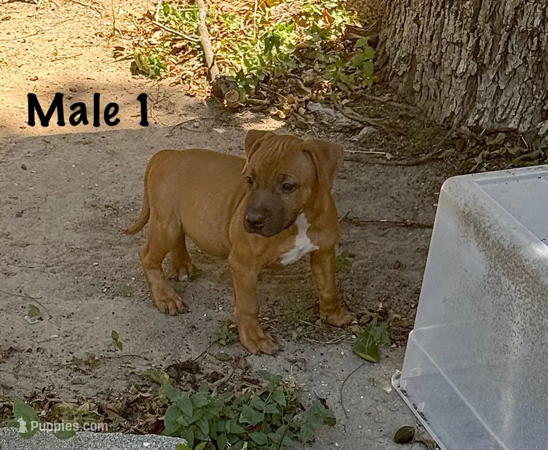 Dougie – Staffordshire Bull Terrier puppy for sale in Austin, TX