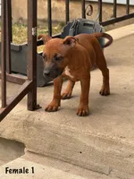 Red Female , a female Staffordshire Bull Terrier for sale in Austin, TX – 2 of 2