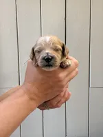 Whip, a female Cockapoo and Cocker Spaniel for sale in High Point, NC – 5 of 8