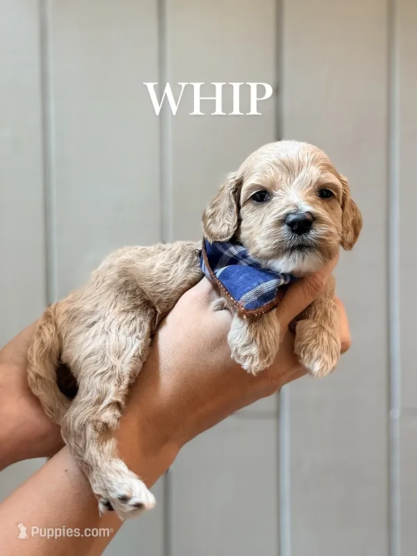 Whip – Cockapoo, Cocker Spaniel puppy for sale in High Point, NC