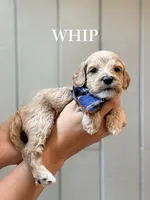 Whip, a female Cockapoo and Cocker Spaniel for sale in High Point, NC – 1 of 8