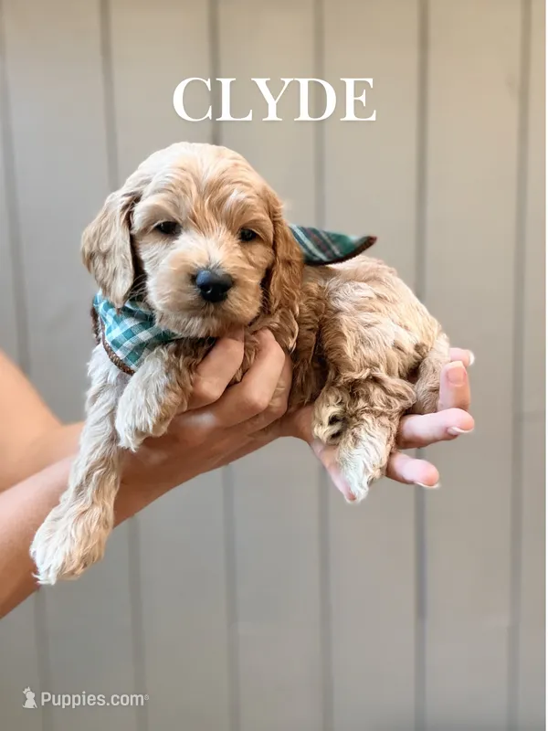 Clyde – Cockapoo puppy for sale in High Point, NC