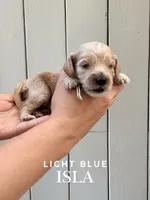Isla Cockapoo , a female Cockapoo and Cocker Spaniel for sale in High Point, NC – 4 of 6