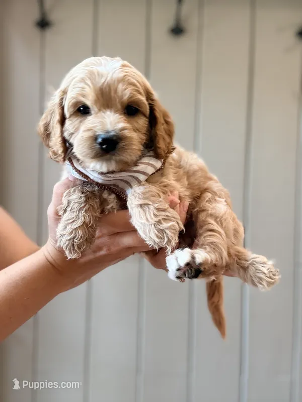 Tuck – Cockapoo puppy on hold in High Point, NC