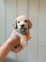 Clyde, a female Cockapoo and Cocker Spaniel for sale in High Point, NC – 2 of 7