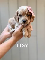 Itsy, a female Cockapoo for sale in High Point, NC – 3 of 6