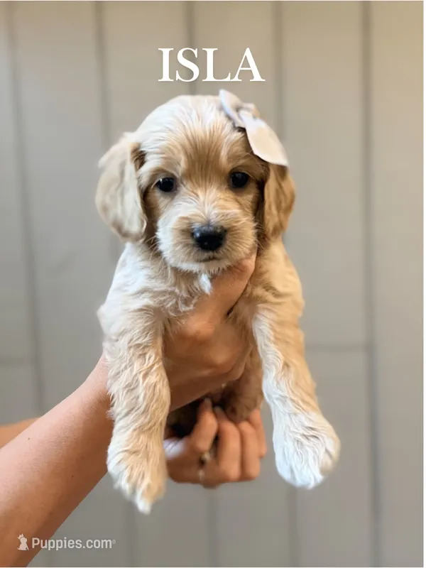 Isla Cockapoo  – Cockapoo puppy for sale in High Point, NC
