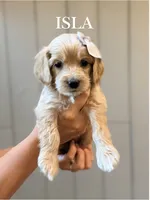 Isla Cockapoo , a female Cockapoo for sale in High Point, NC – 1 of 9