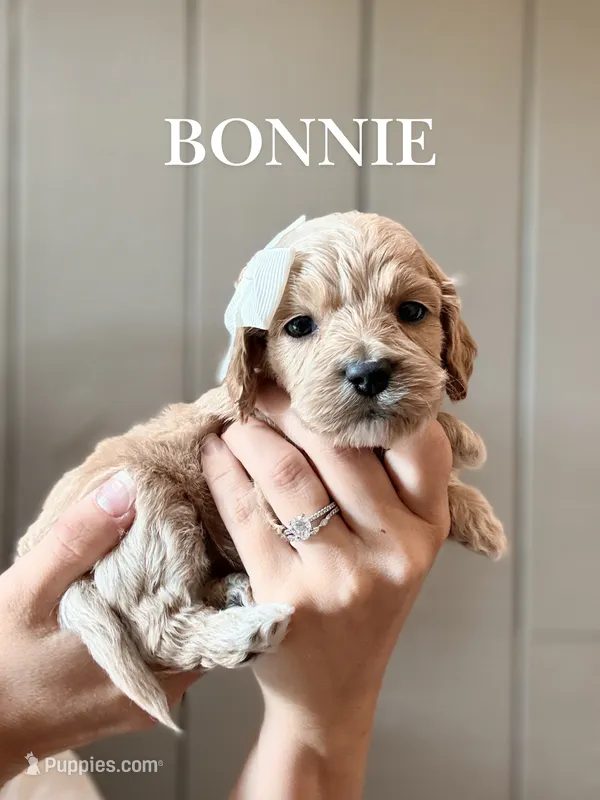 Bonnie – Cockapoo, Cocker Spaniel puppy for sale in High Point, NC