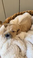 Isla Cockapoo , a female Cockapoo and Cocker Spaniel for sale in High Point, NC – 6 of 6